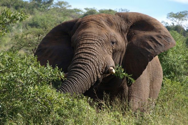 Elephant